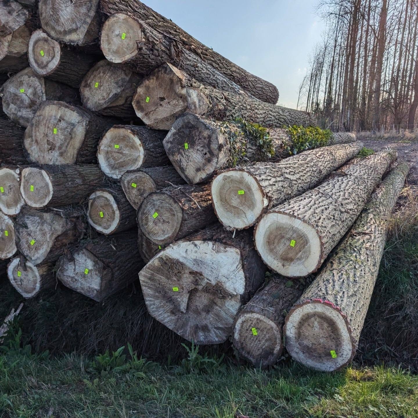 Poplar Wood Logs for sale