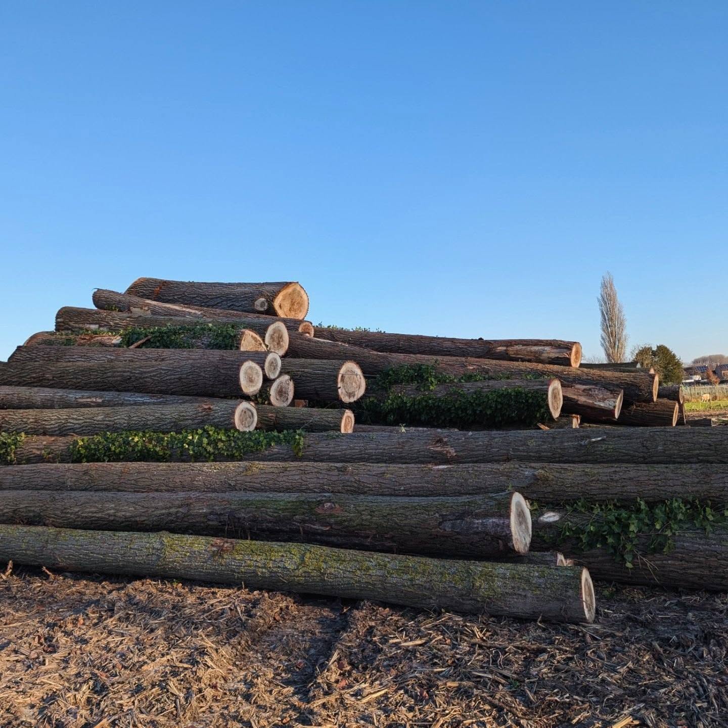 Poplar Wood Logs wholesale