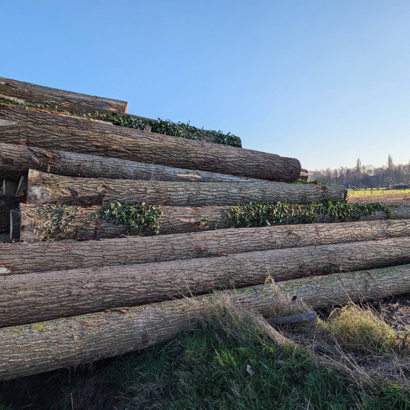 Poplar Wood Logs