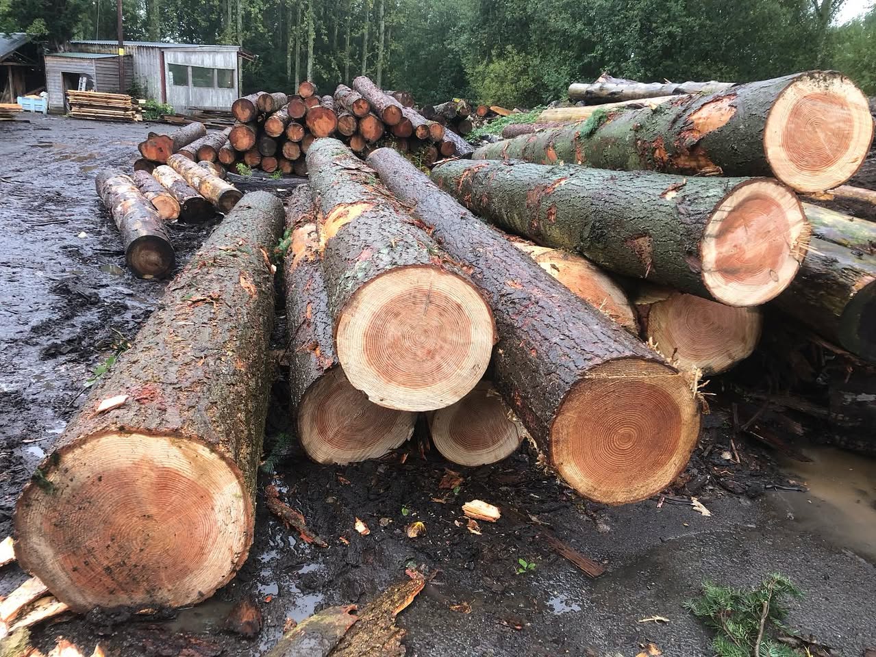 douglas fir wood​ Logs bulk sale