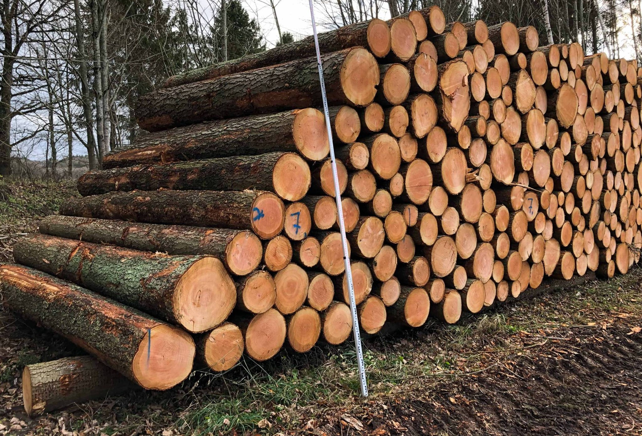 douglas fir wood​ Logs for sale
