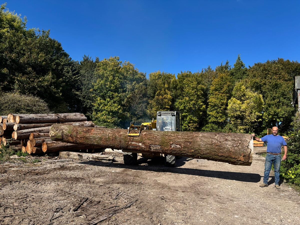 douglas fir wood​ Logs wholesale