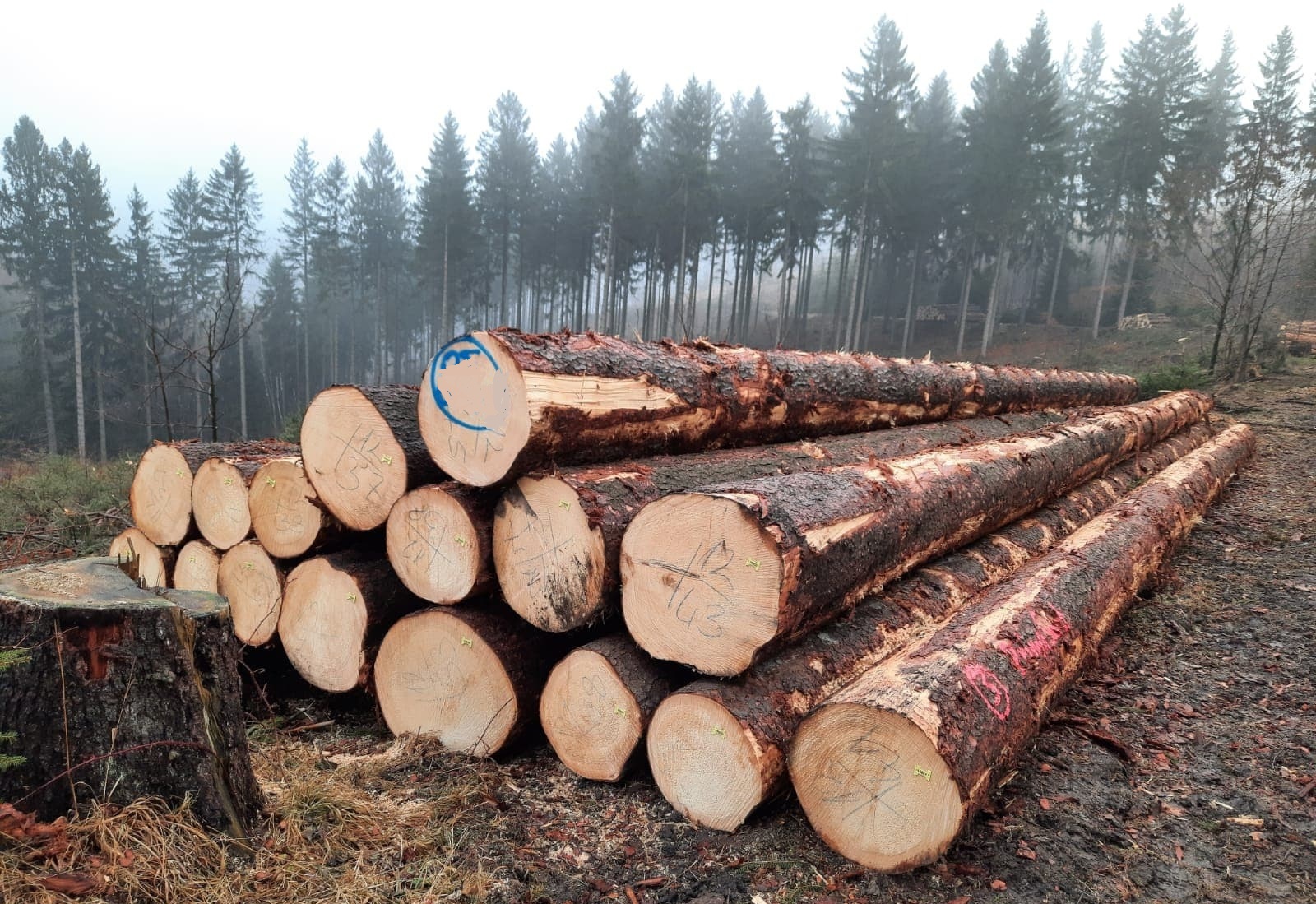 Douglas Fir wood logs